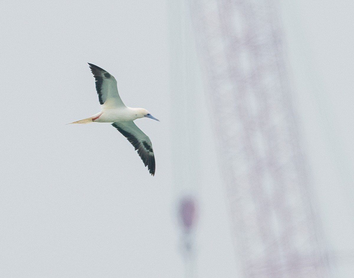 Красноногая олуша - ML646828673