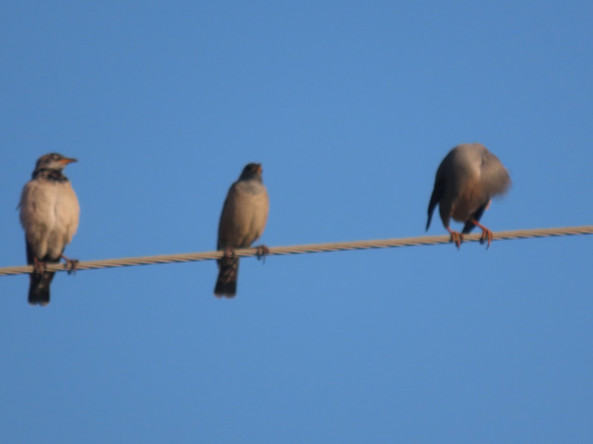 Rosy Starling - ML646828674
