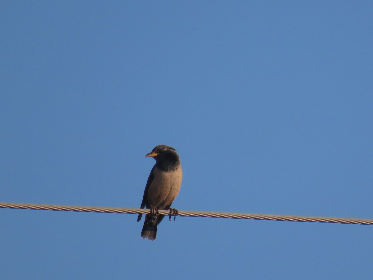 Rosy Starling - ML646828675