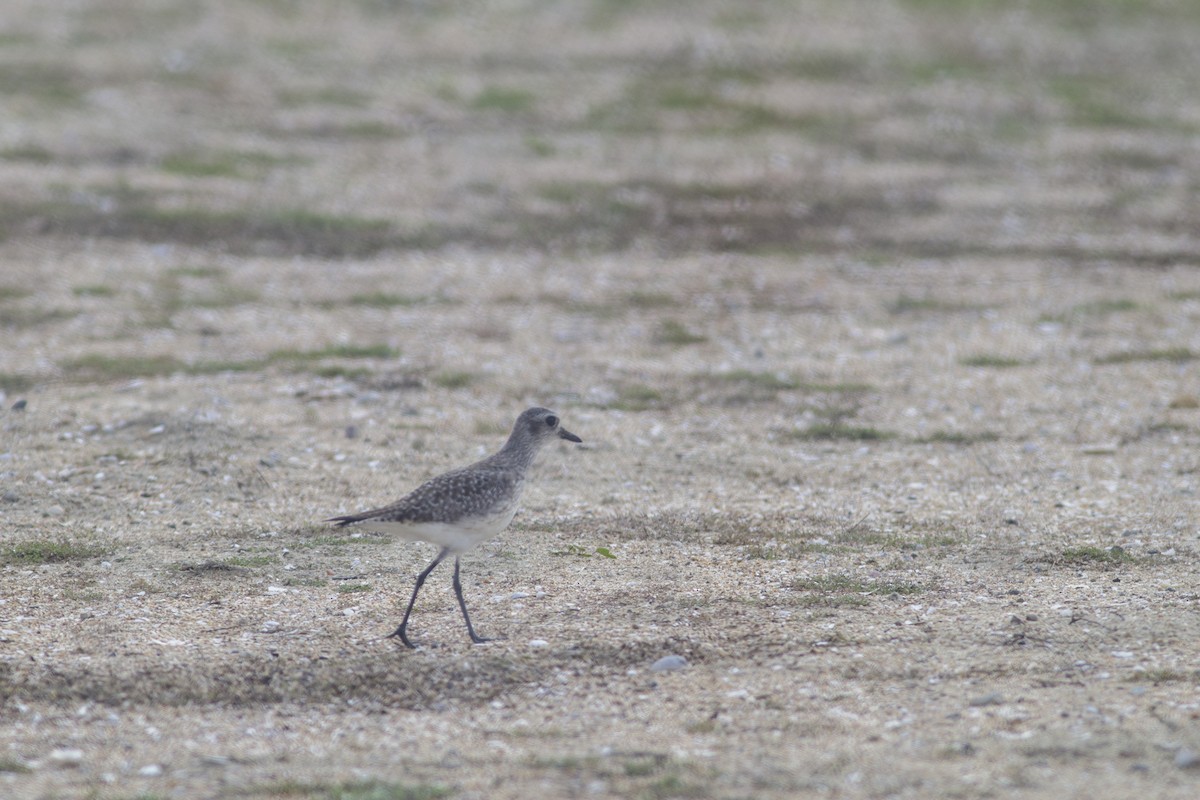 tundralo - ML646828676