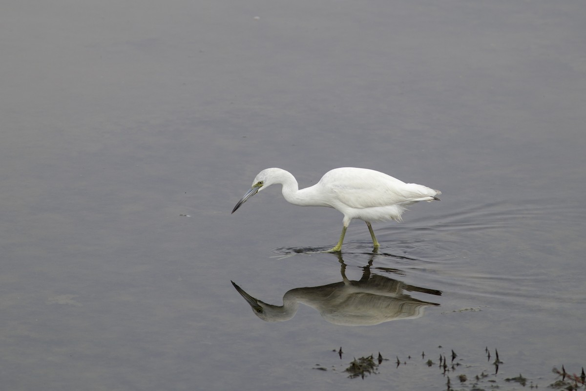 Little Blue Heron - ML646828677