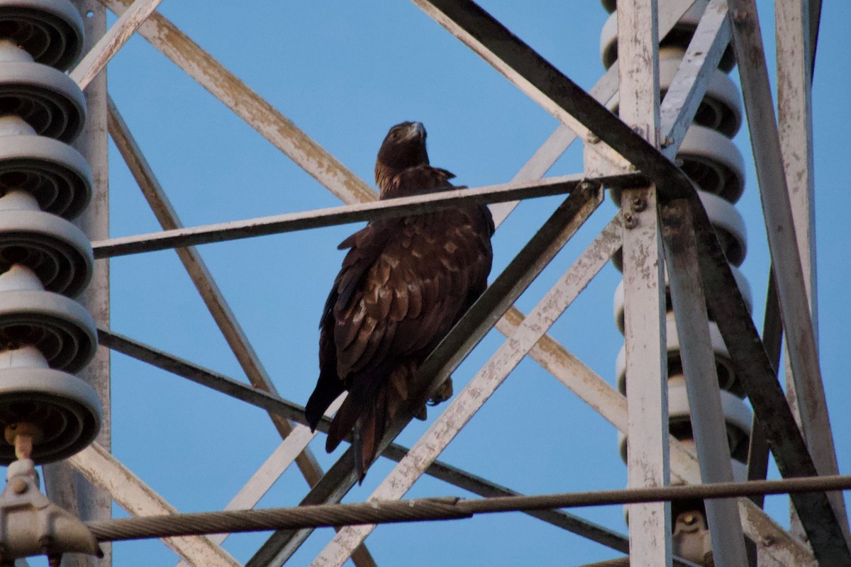 Беркут - ML646828678