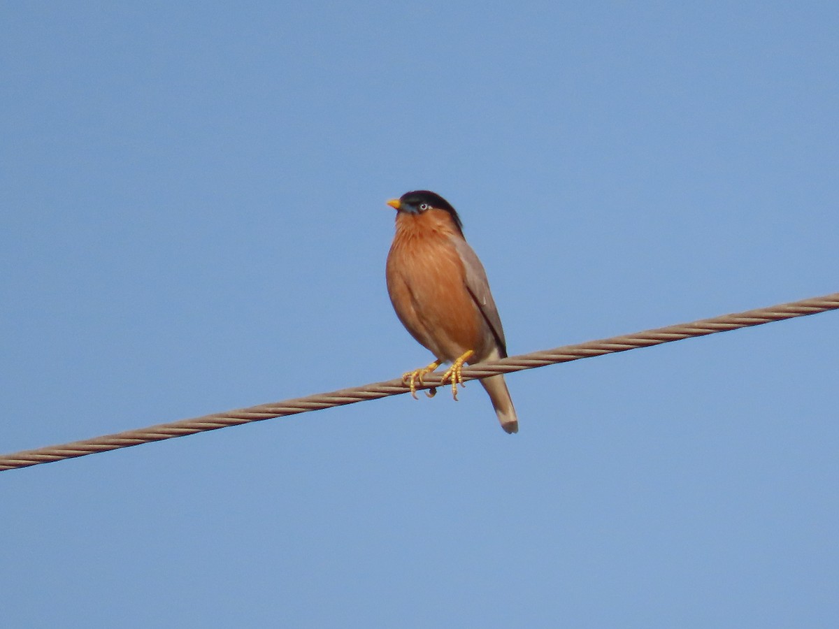 Brahminy Starling - ML646828679