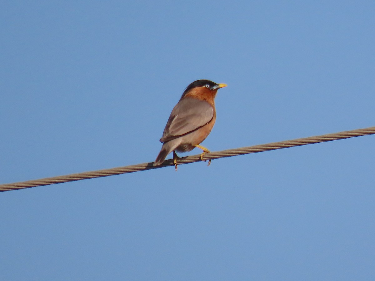 Brahminy Starling - ML646828680