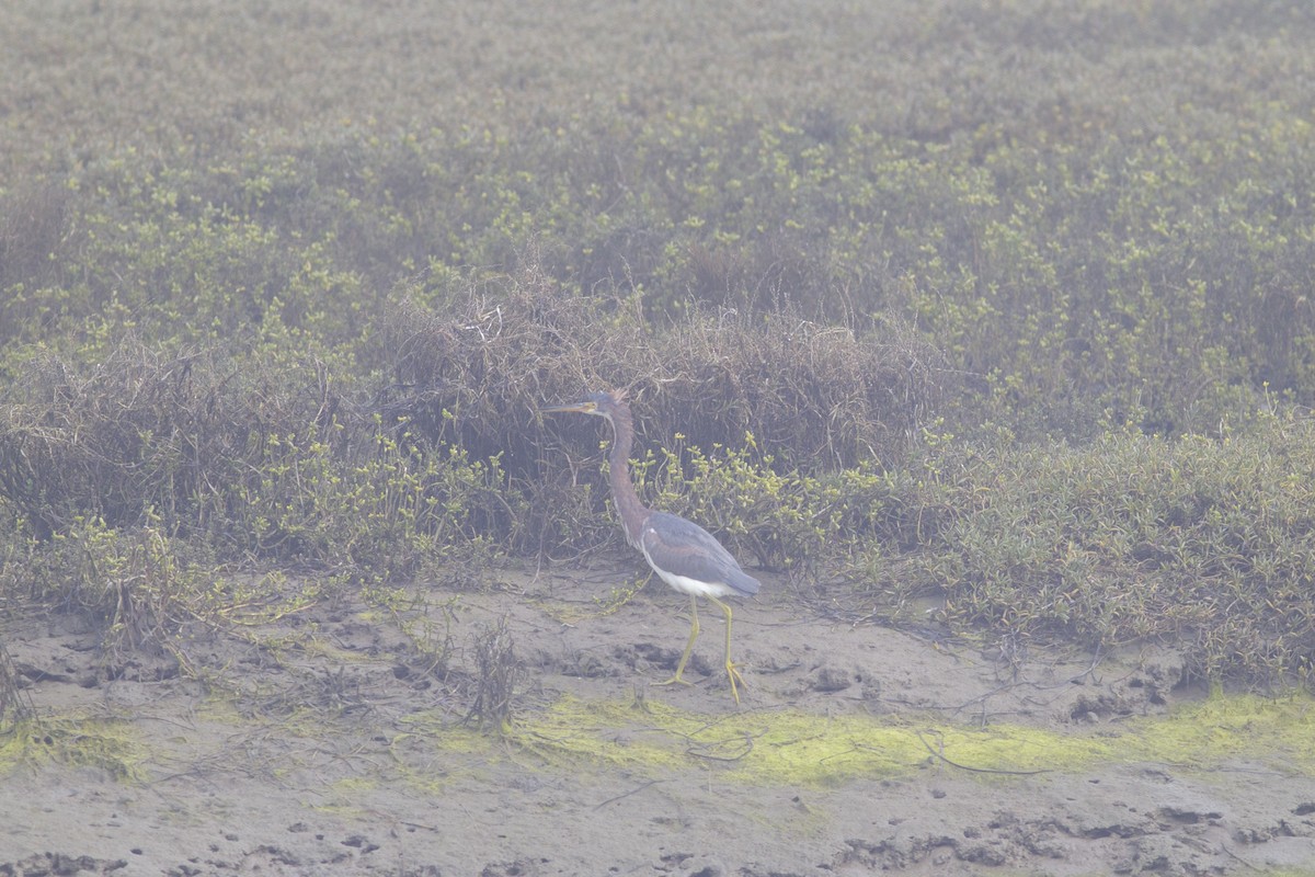 Tricolored Heron - ML646828681