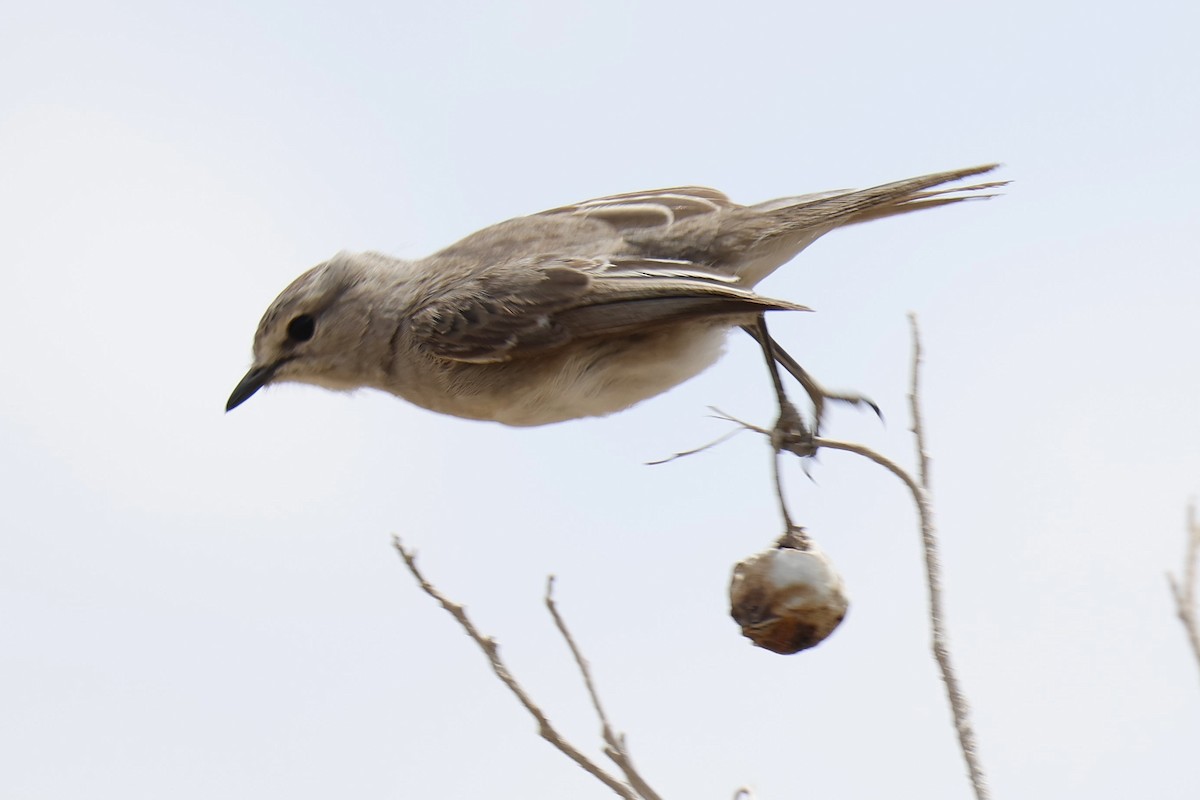 African Gray Flycatcher (African Gray) - ML646828682