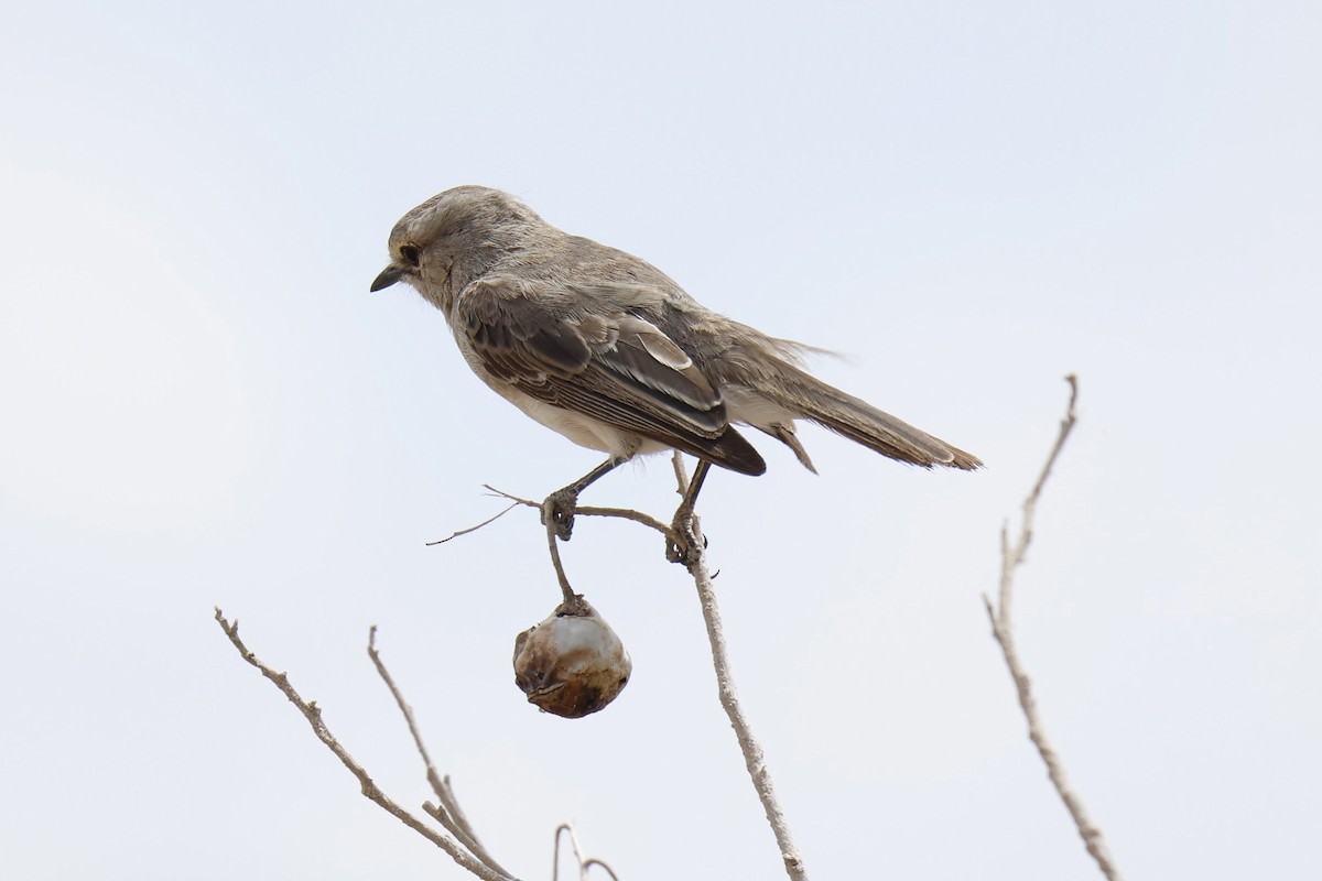 African Gray Flycatcher (African Gray) - ML646828683