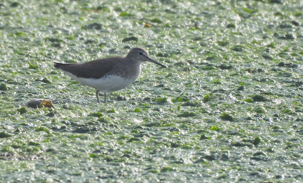 Green Sandpiper - ML646828686