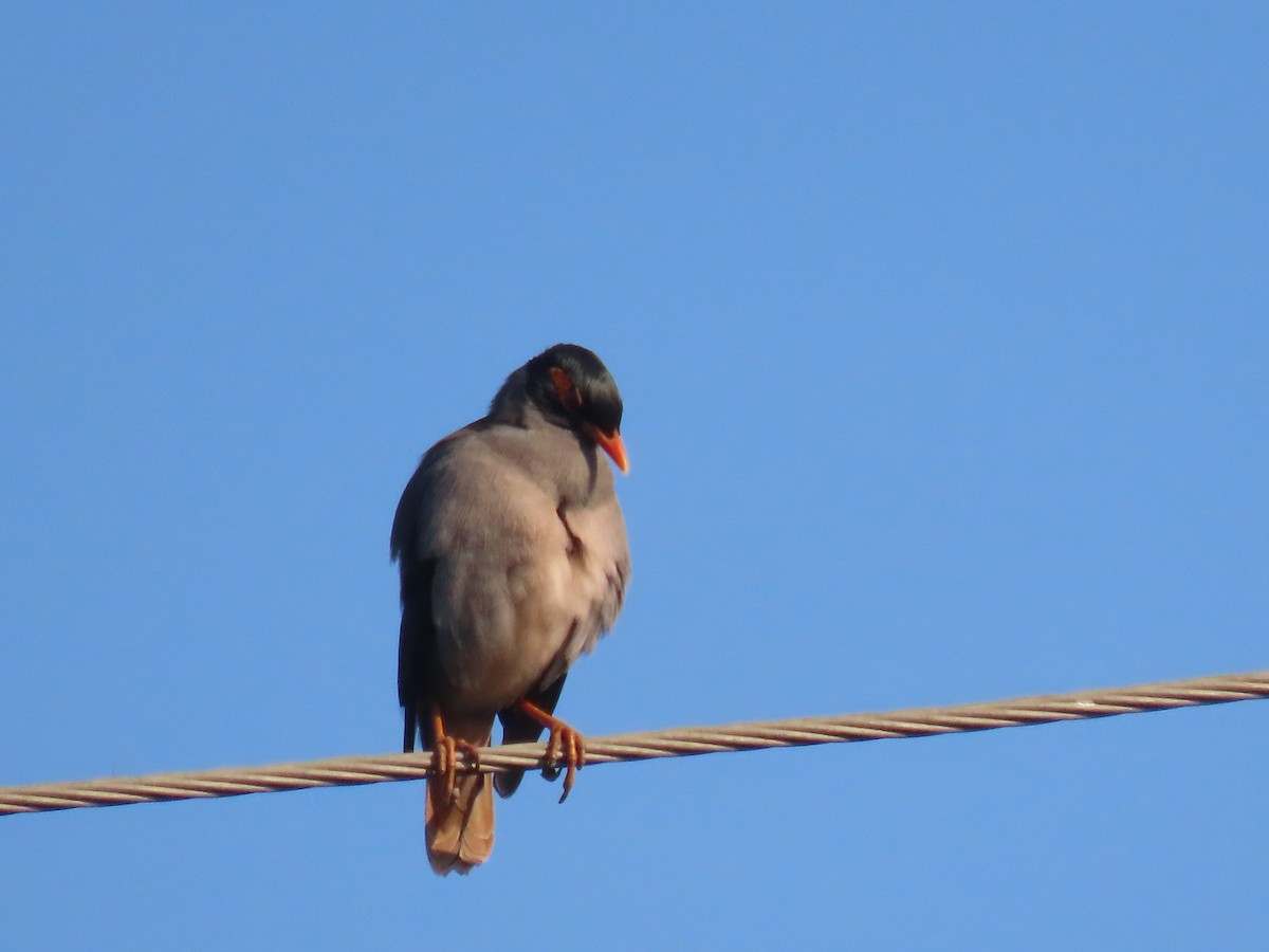 Bank Myna - ML646828687