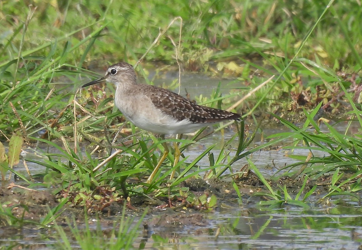 vodouš bahenní - ML646828688