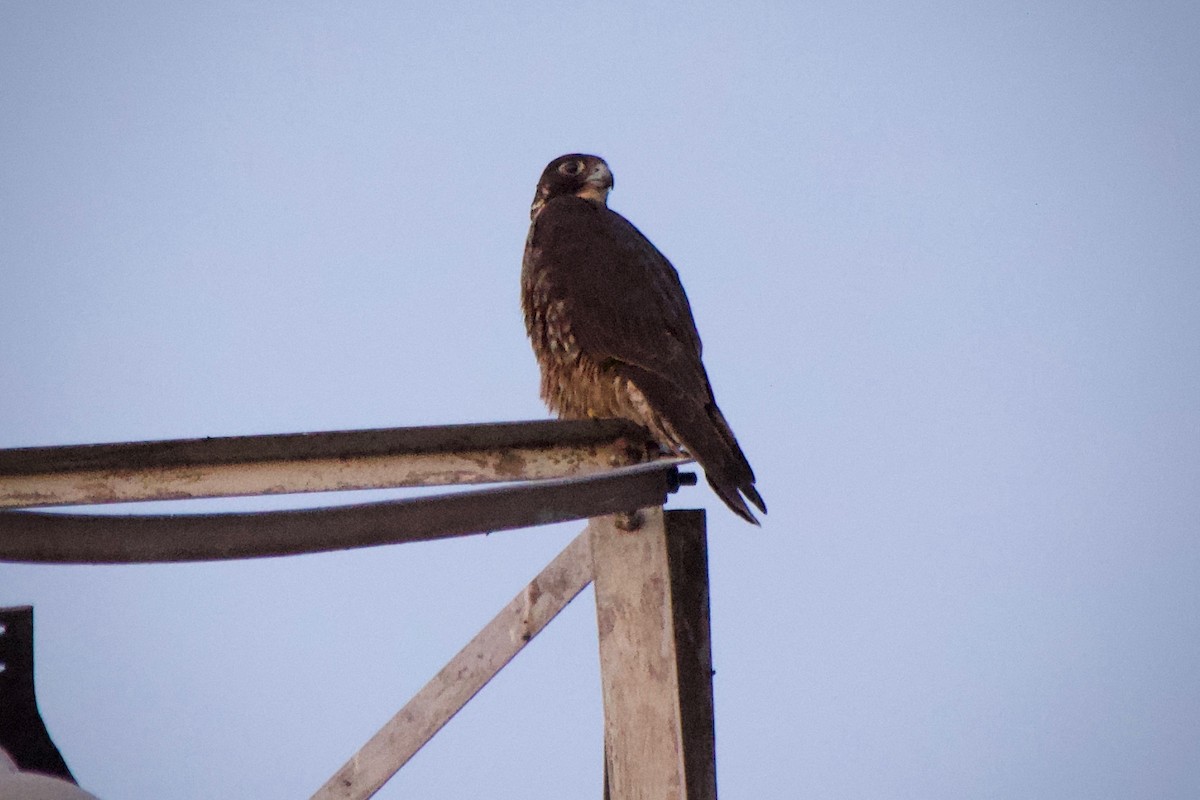 Сапсан - ML646828689