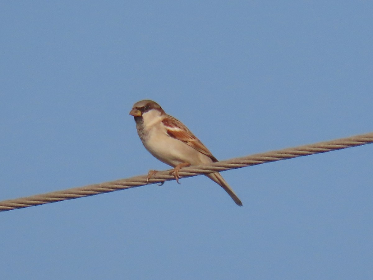 House Sparrow - ML646828690