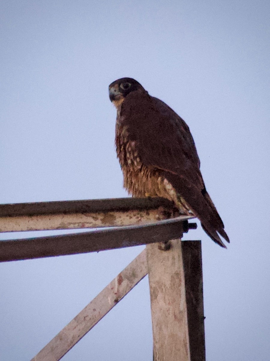 Сапсан - ML646828693