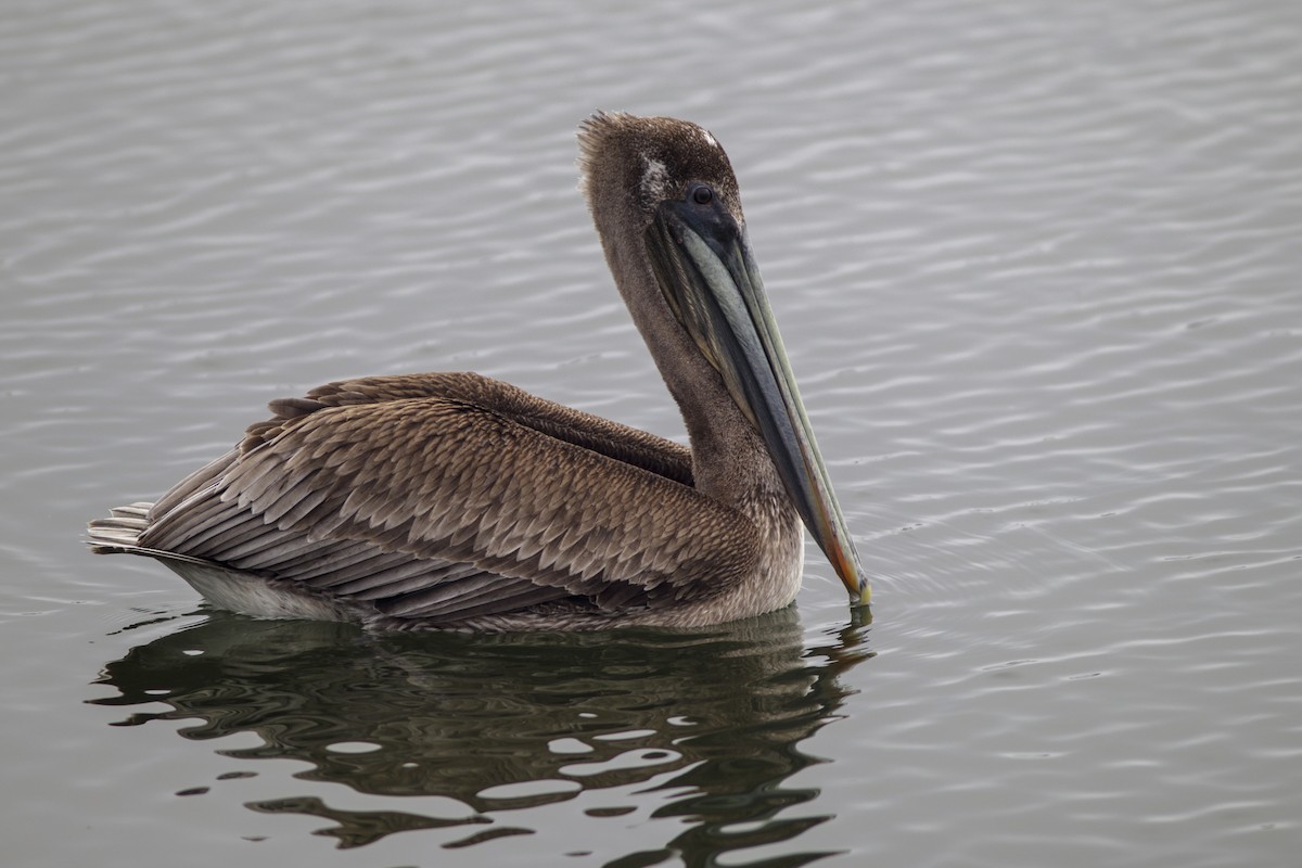 Brown Pelican - ML646828697