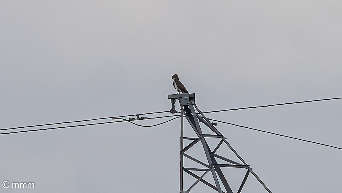 guineaslangeørn - ML646828701