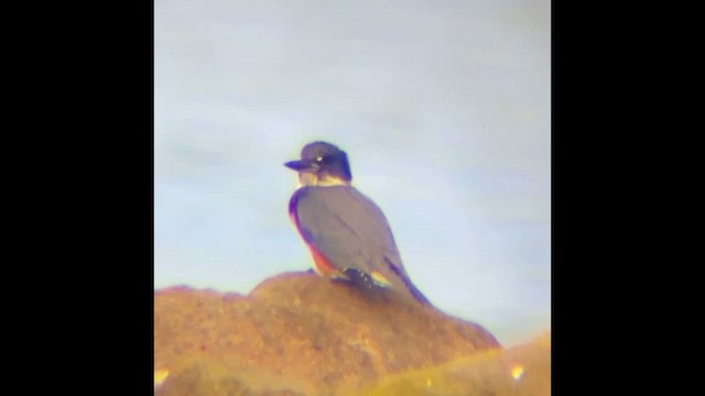 Belted Kingfisher - ML646828702