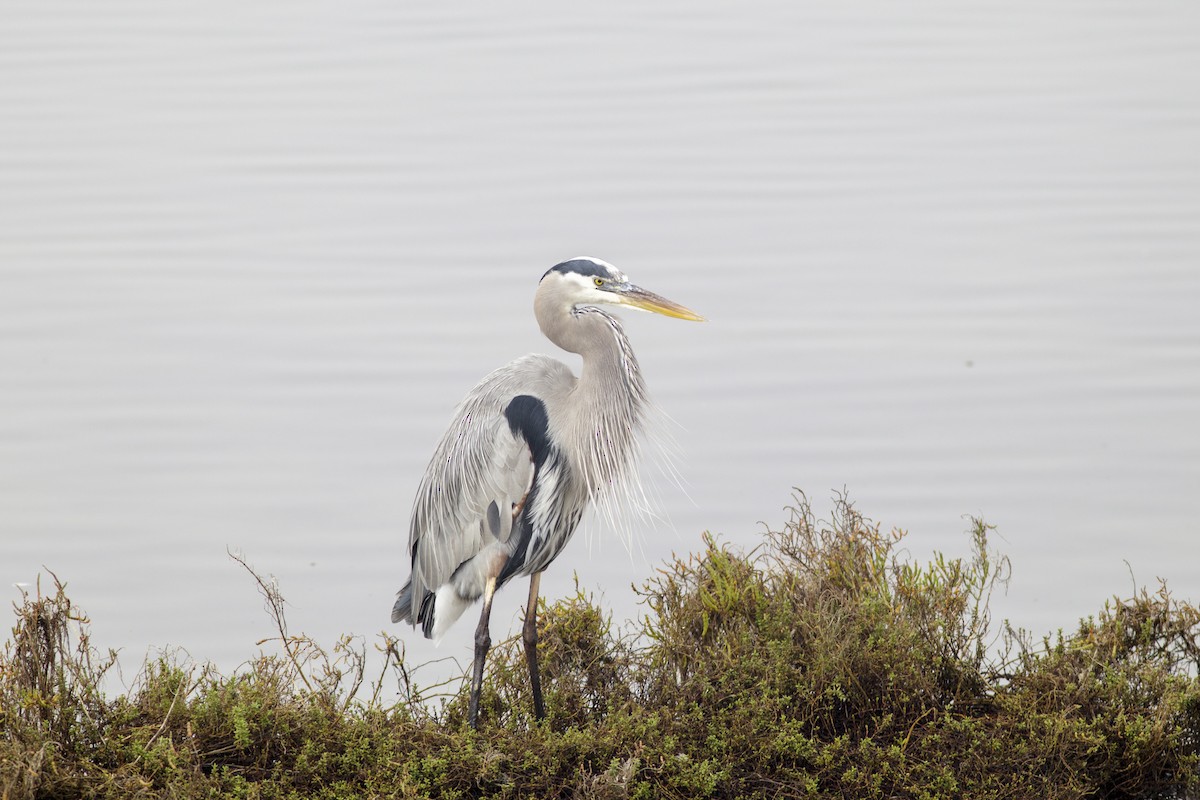 Great Blue Heron - ML646828703