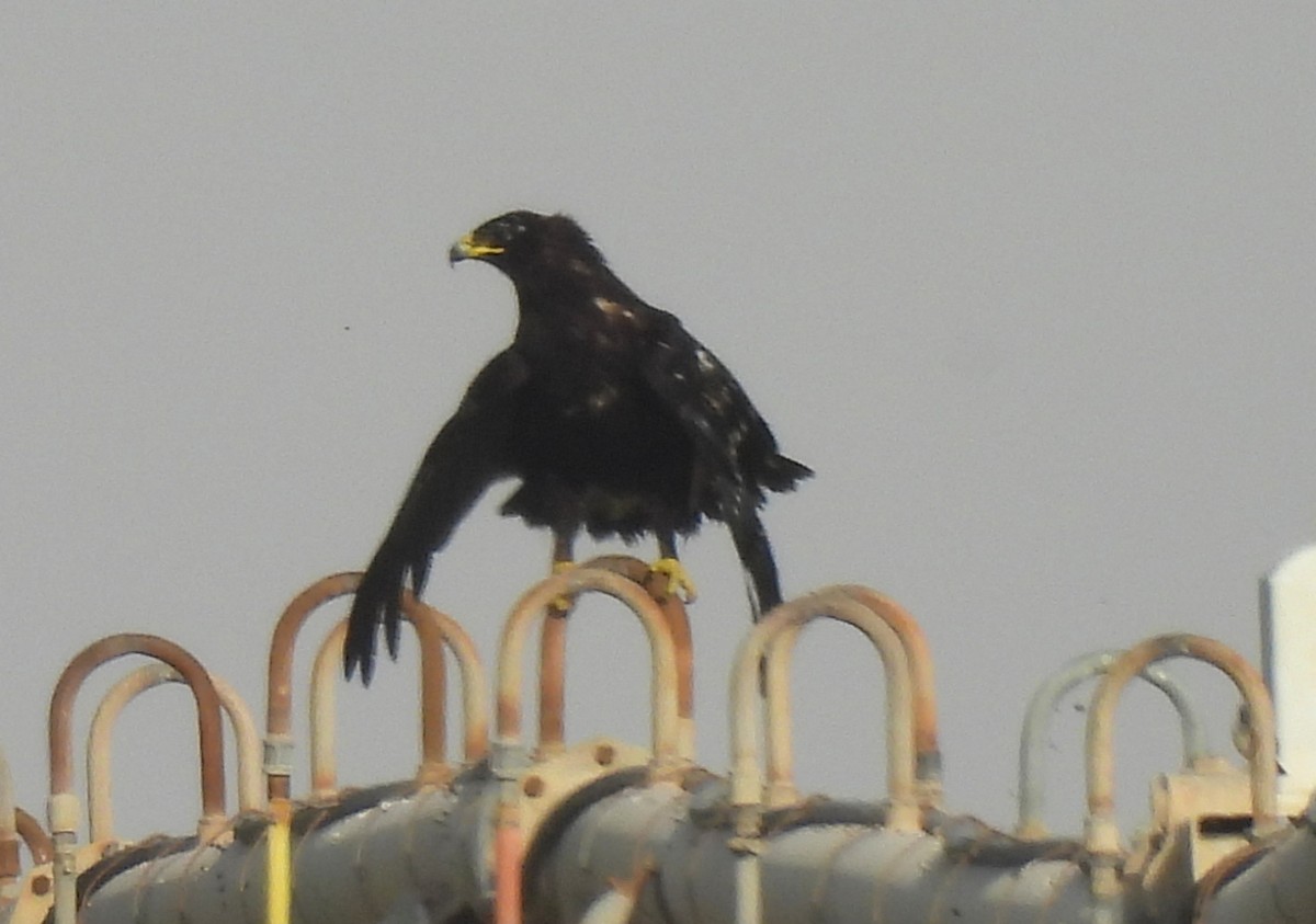 カラフトワシ - ML646828704