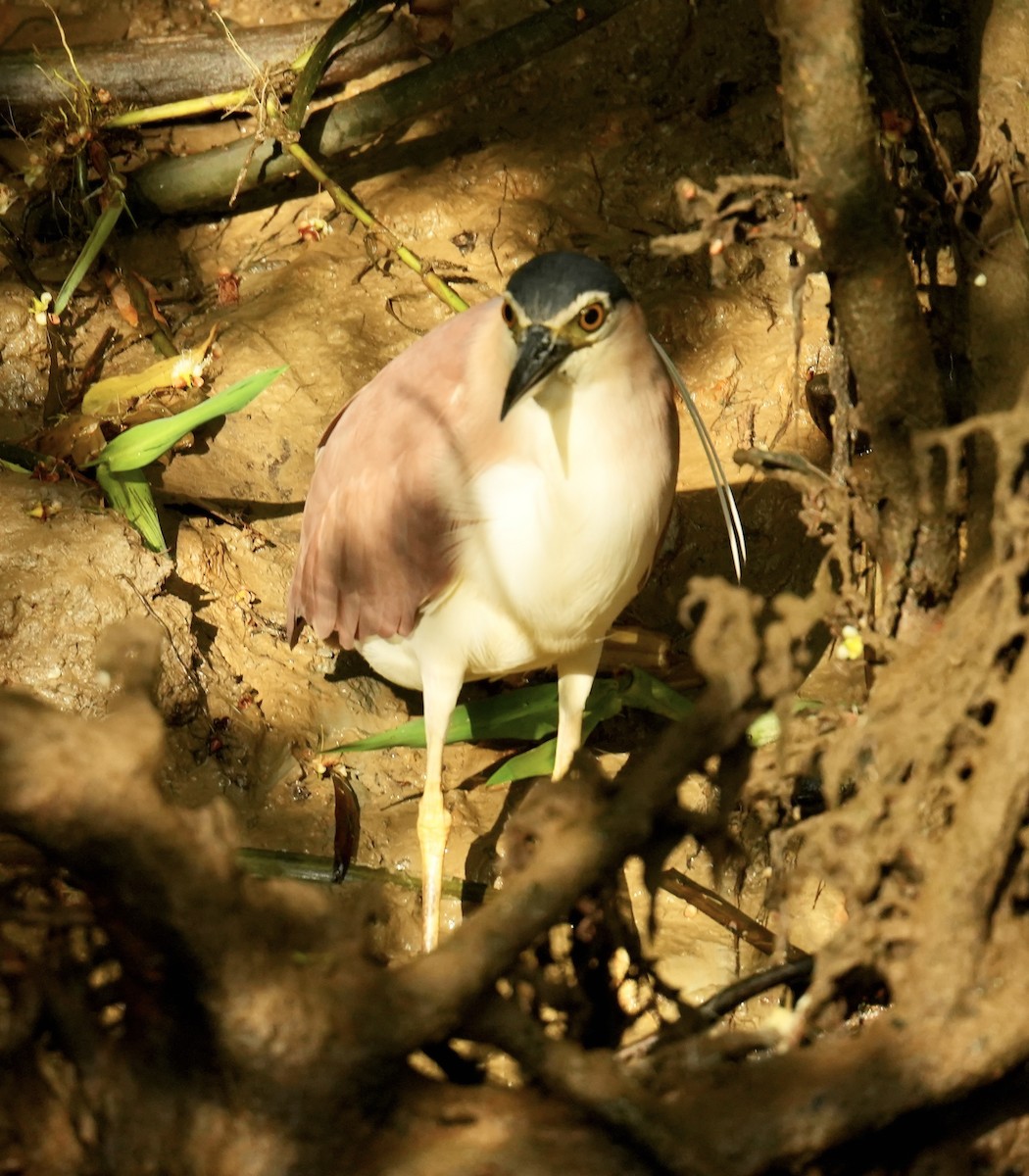 Martinete Canelo - ML646828708