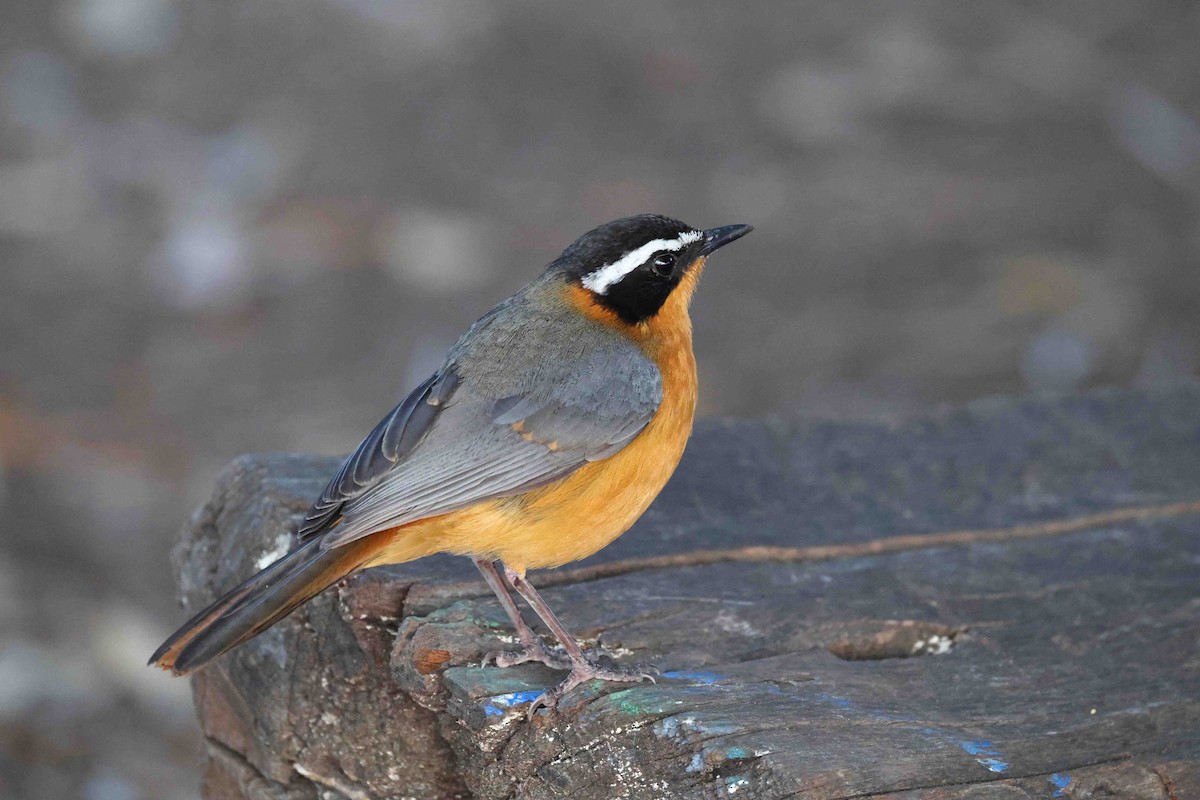White-browed Robin-Chat - ML646828710