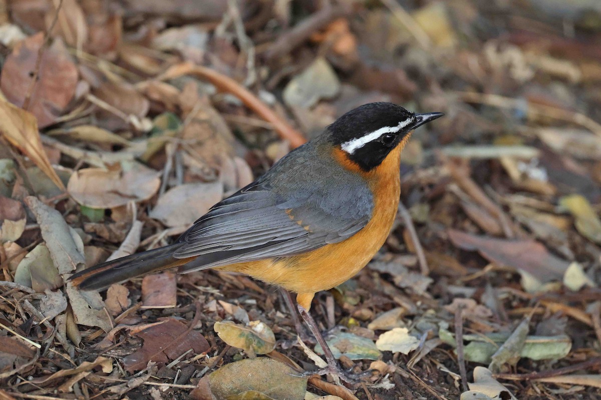 White-browed Robin-Chat - ML646828711