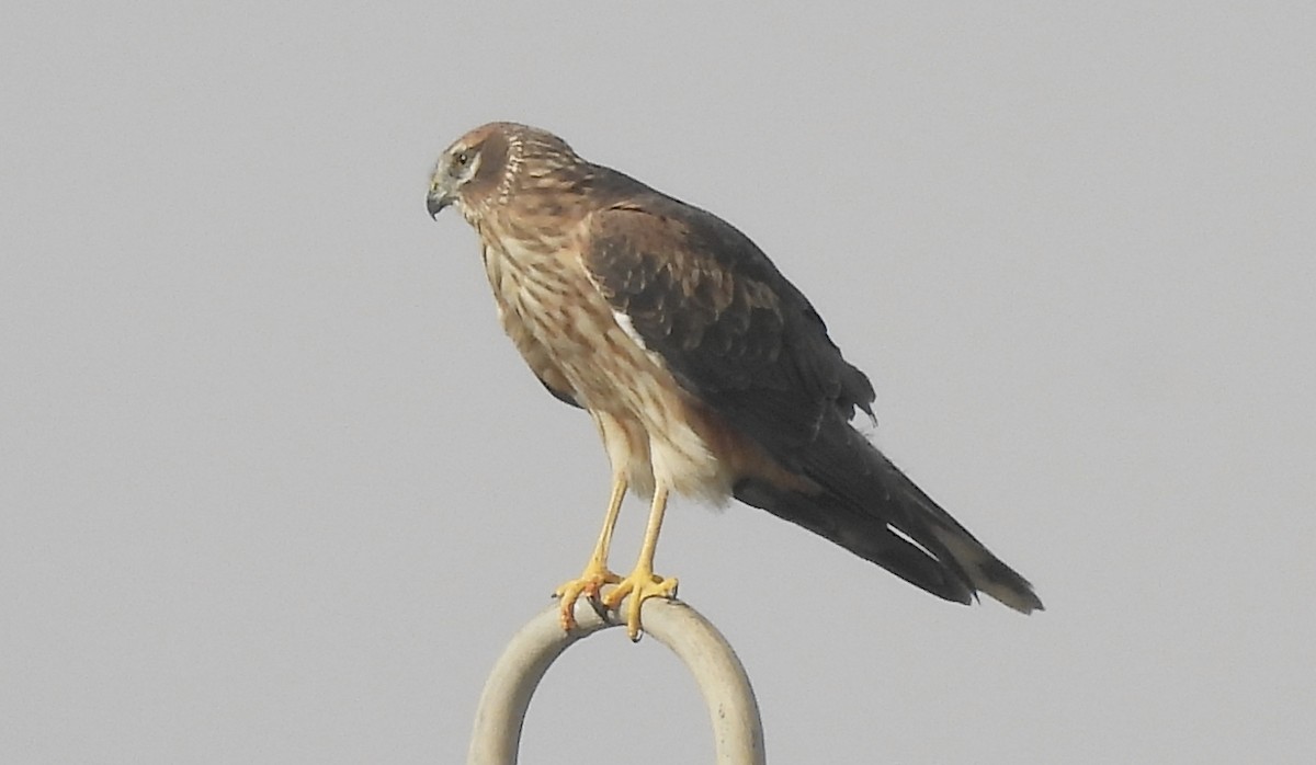 Луговой лунь - ML646828721