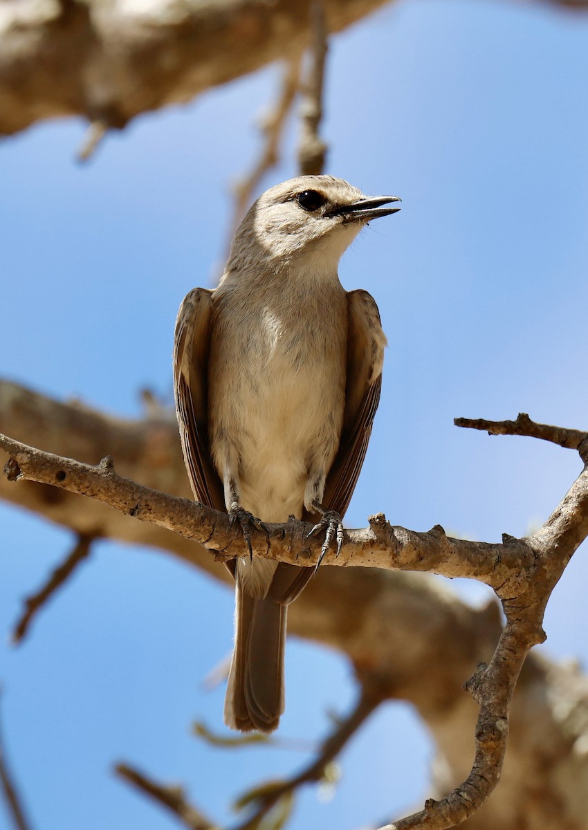 Pale Flycatcher - ML646828723