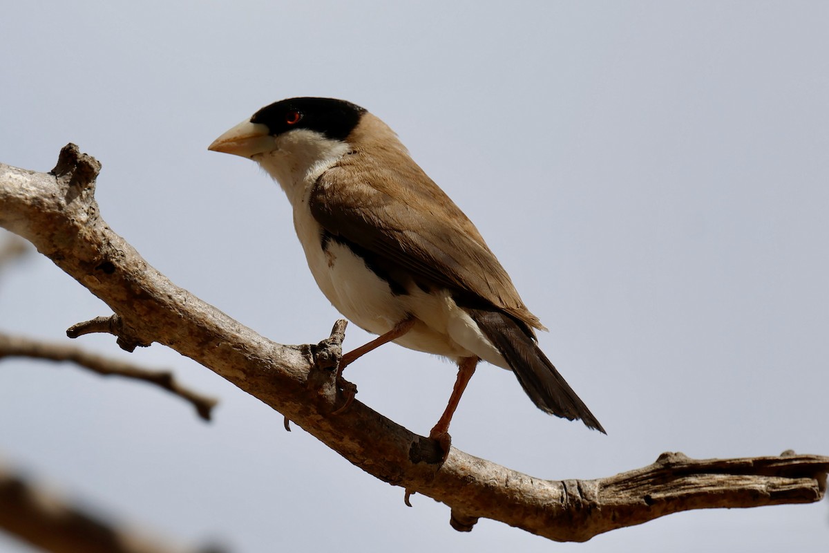 Black-capped Social-Weaver - ML646828739