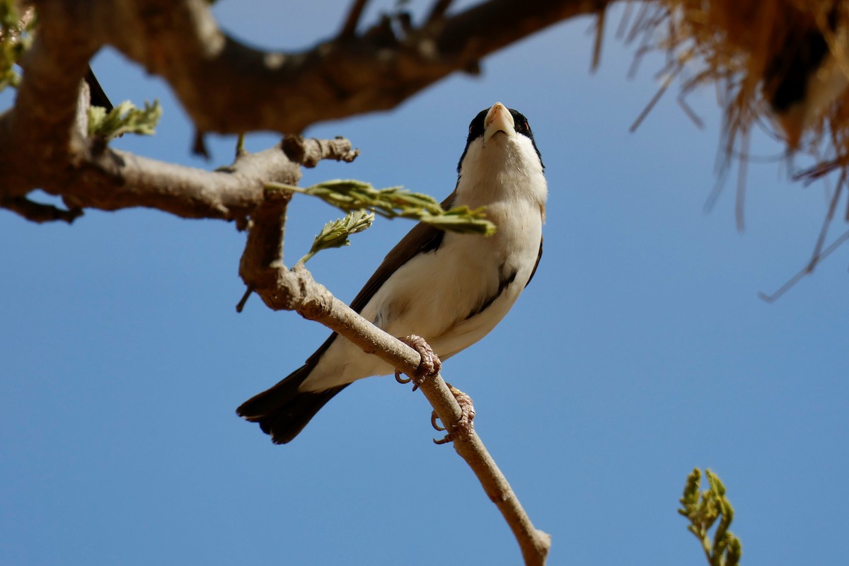 Black-capped Social-Weaver - ML646828740
