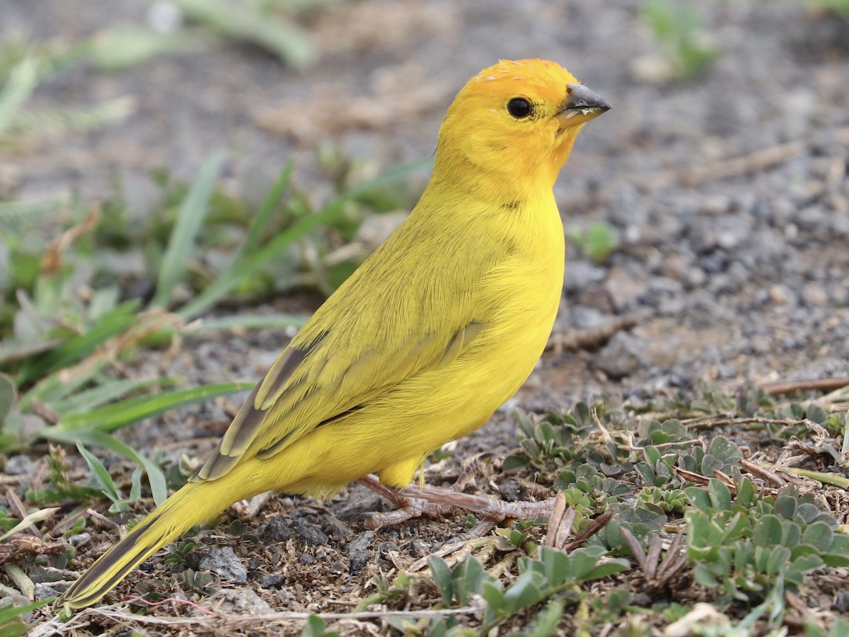 Safrangilbtangare - ML646828753