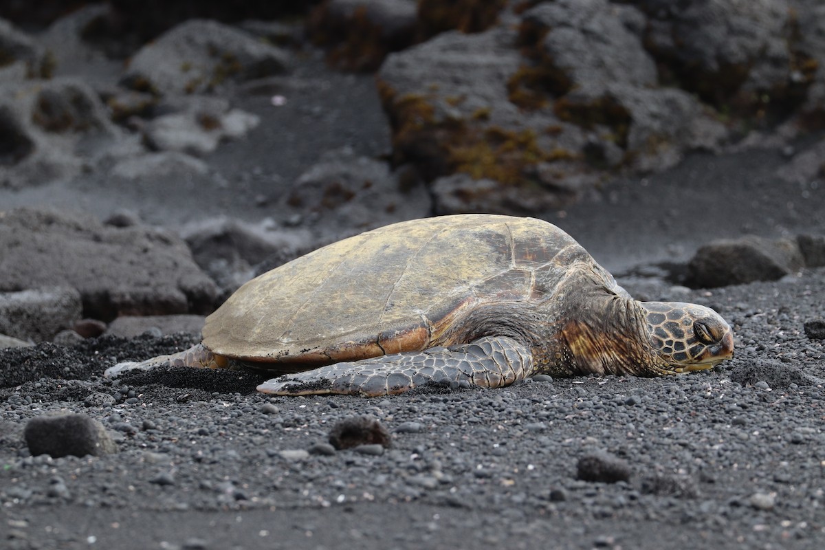 Grüne Meeresschildkröte - ML646828763