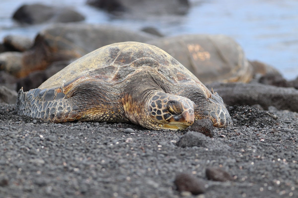 Grüne Meeresschildkröte - ML646828764