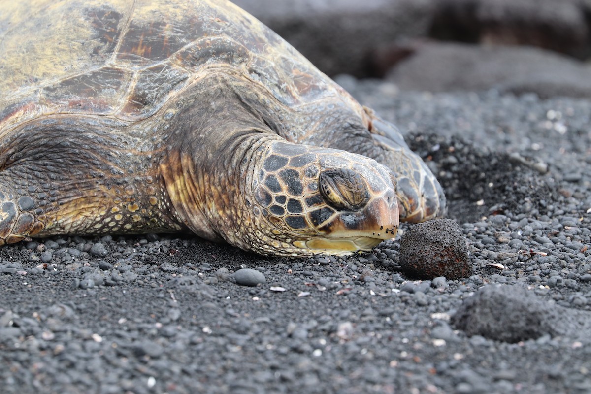 Grüne Meeresschildkröte - ML646828765