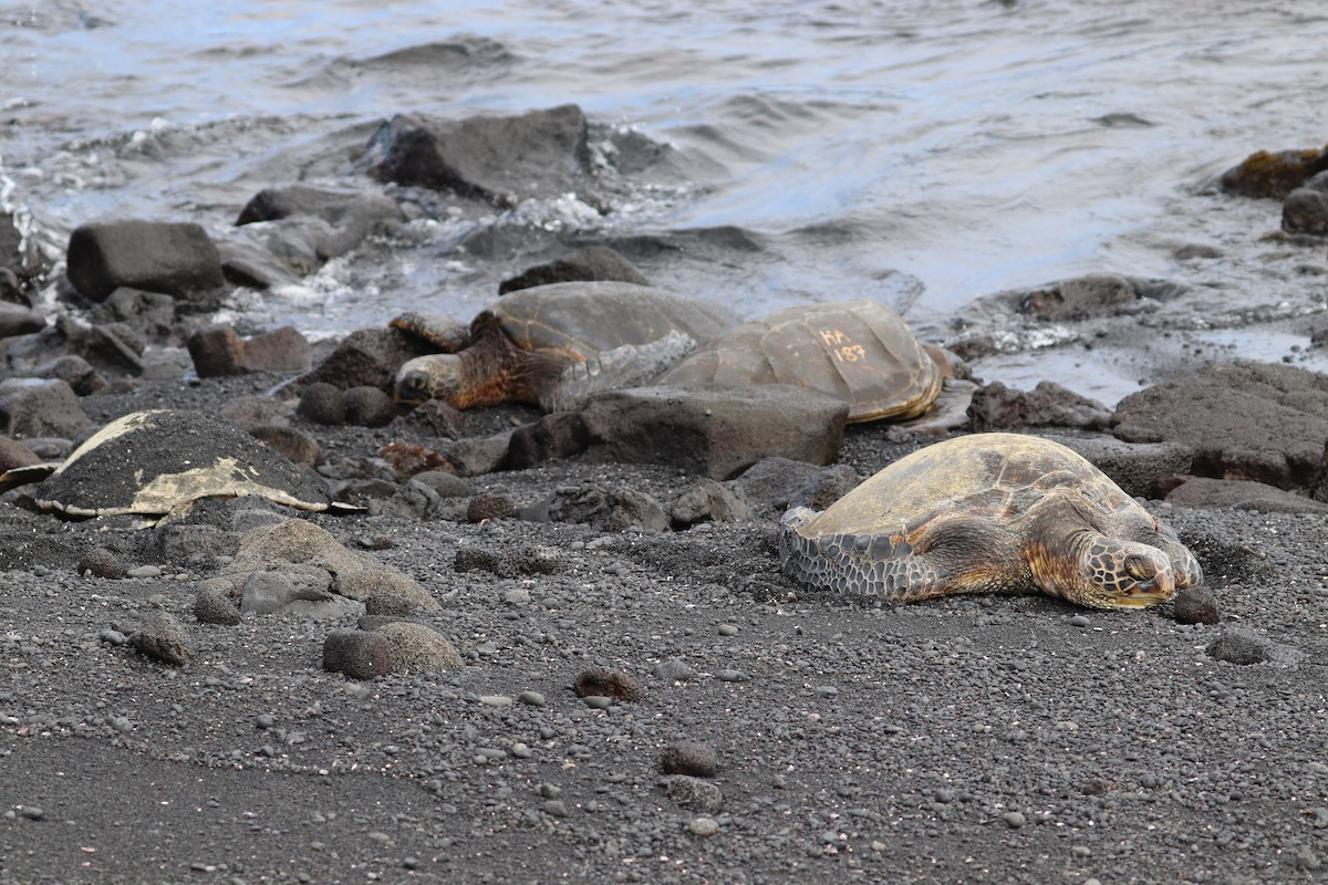 Grüne Meeresschildkröte - ML646828767