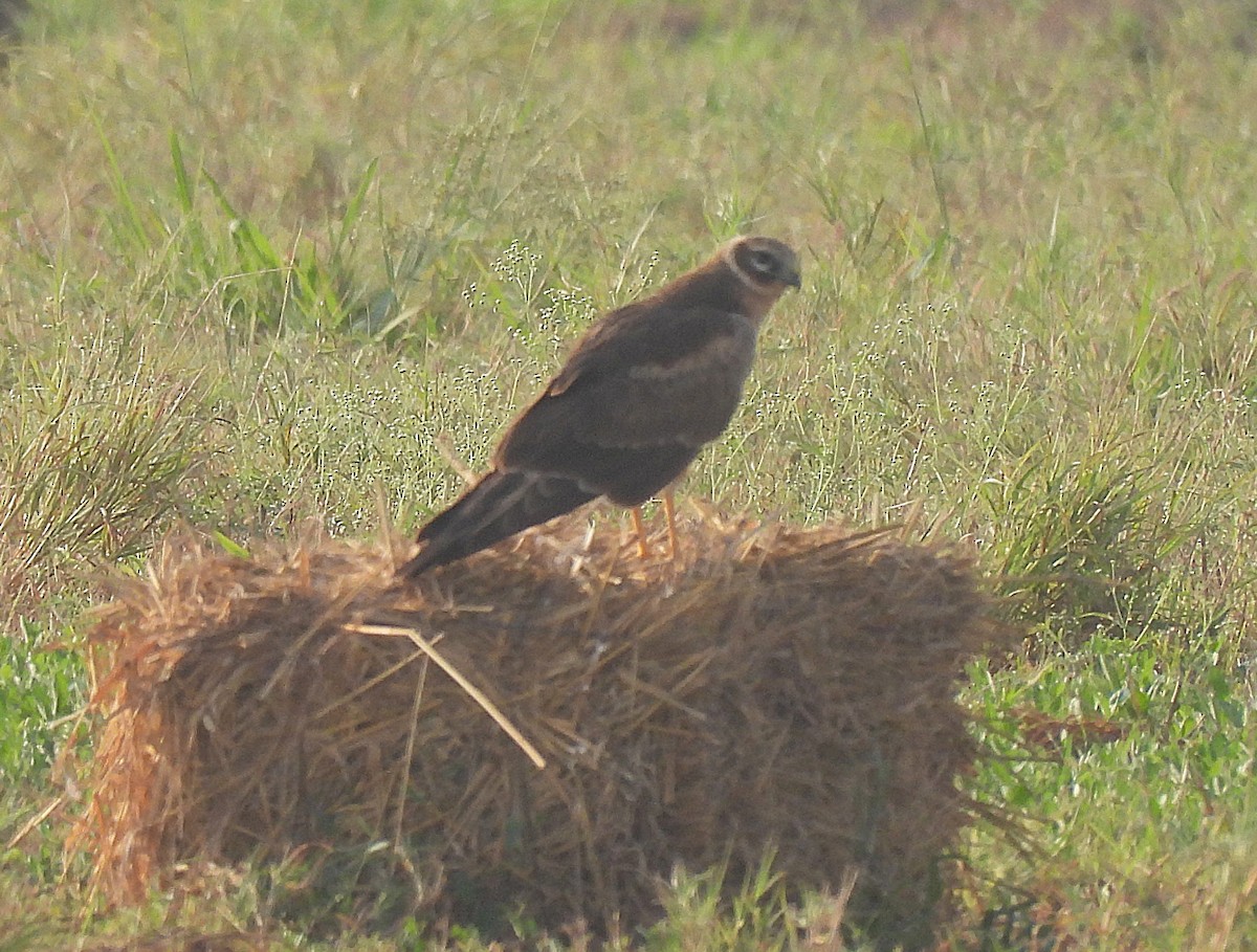 Pallid Harrier - ML646828768