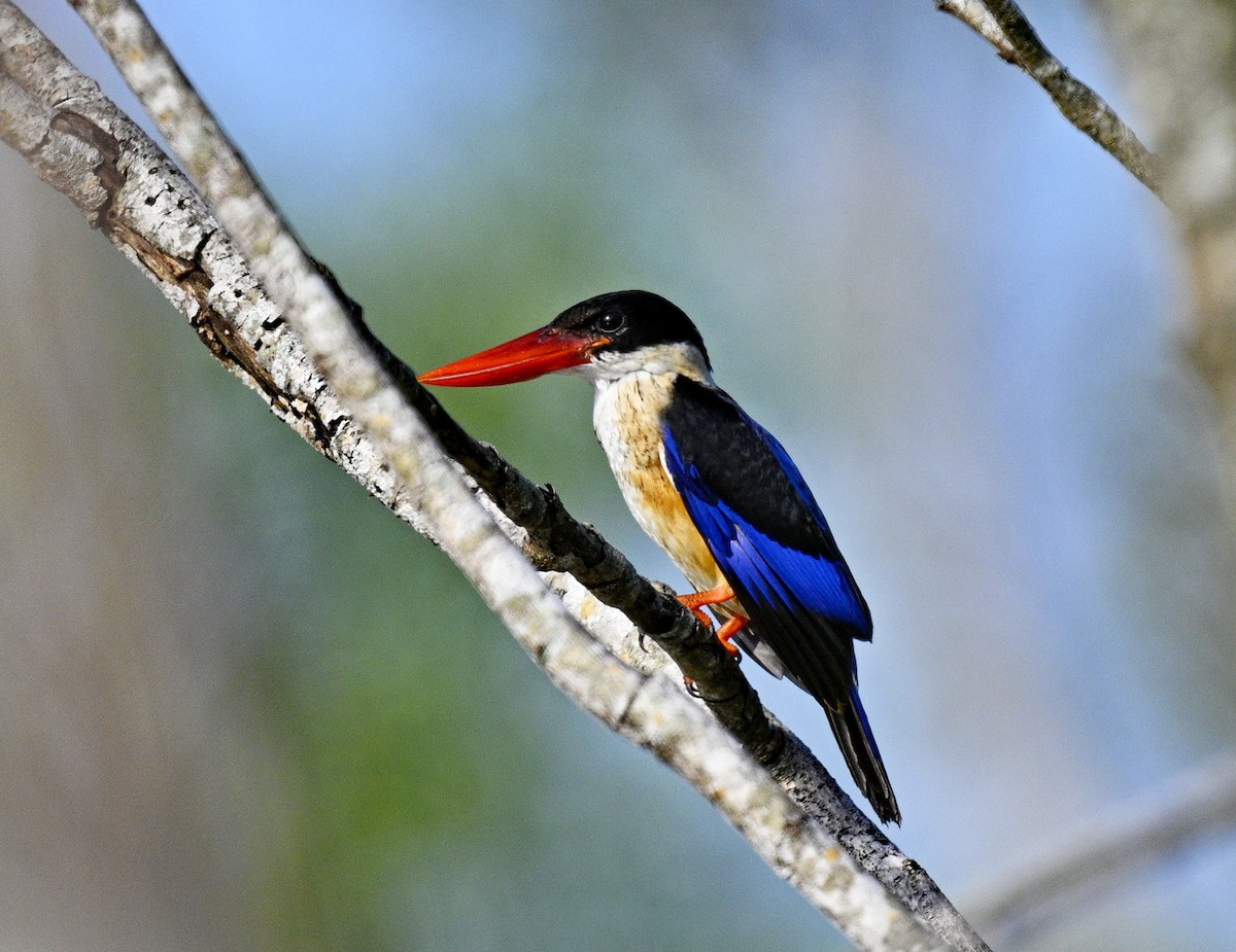 Хар магнайт халуу - ML646828771