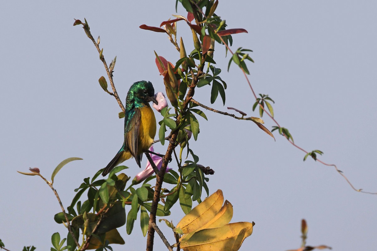 Halsband-Nektarvogel - ML646828773