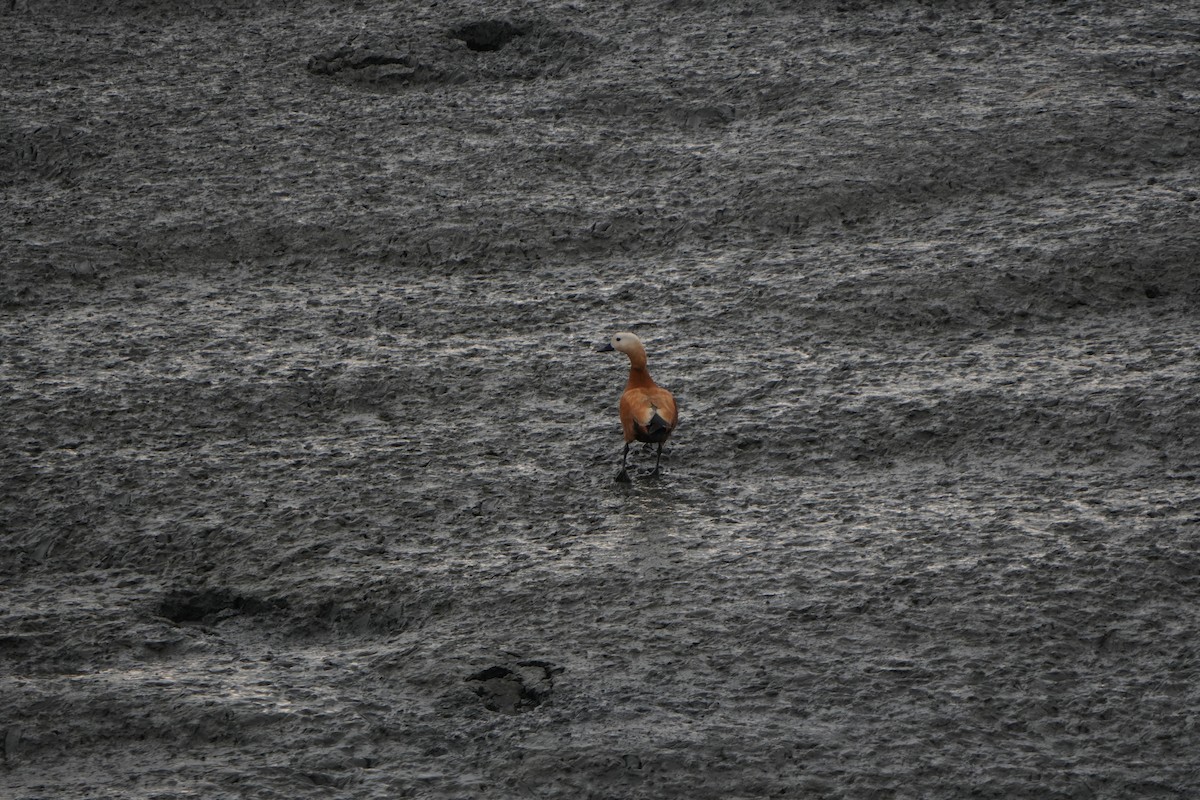 Angıt - ML646828776