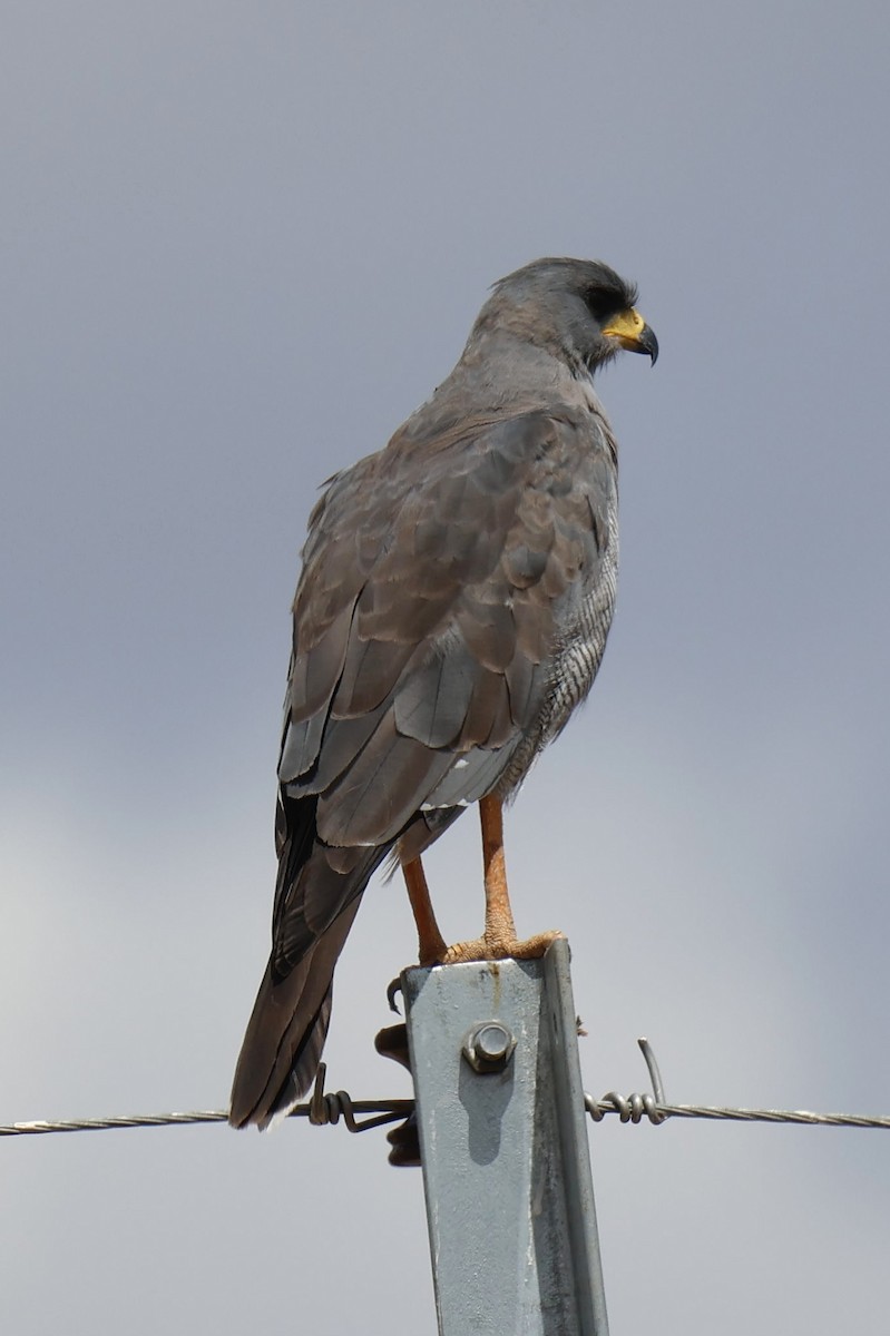 Eastern Chanting-Goshawk - ML646828777
