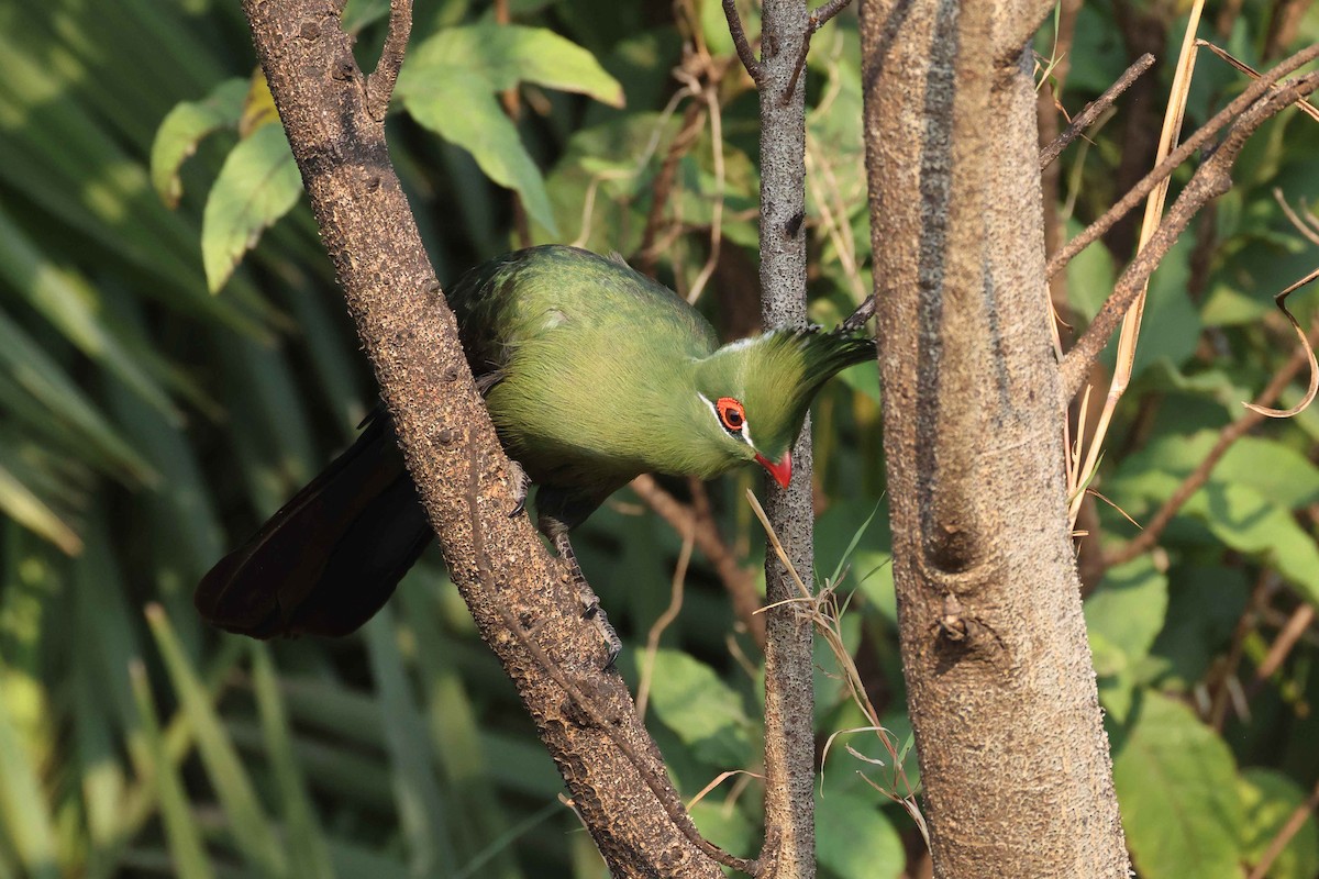 Touraco de Schalow - ML646828783