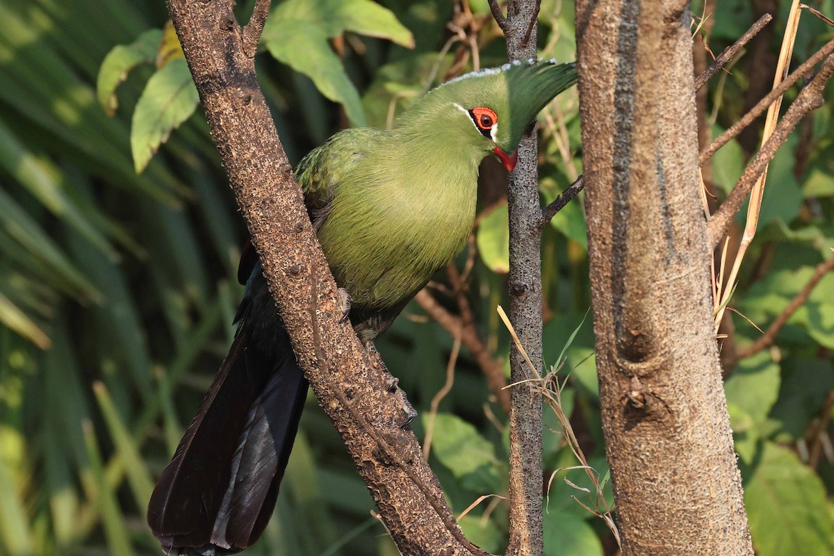Touraco de Schalow - ML646828784