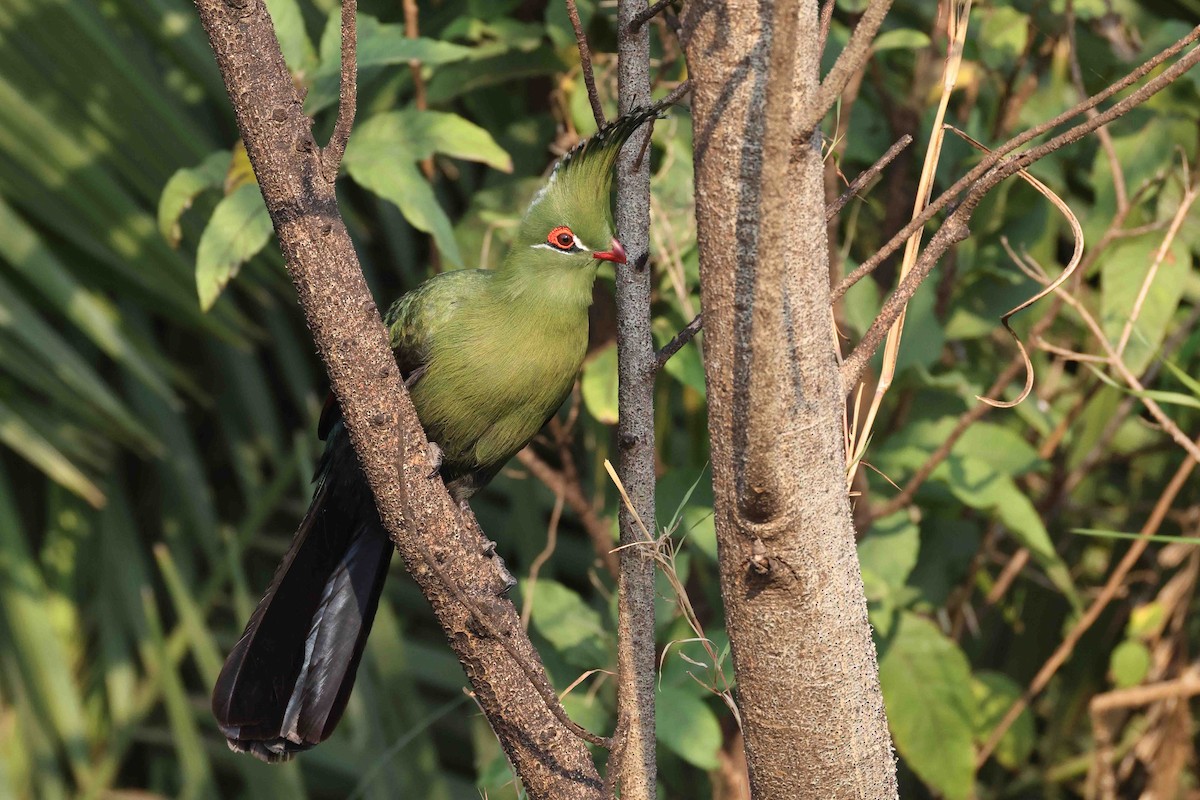 Touraco de Schalow - ML646828785