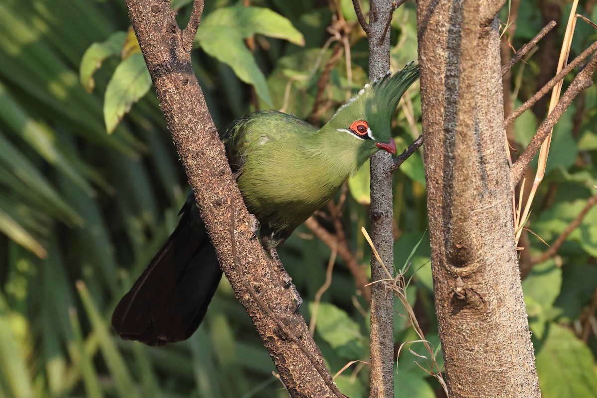 Touraco de Schalow - ML646828786