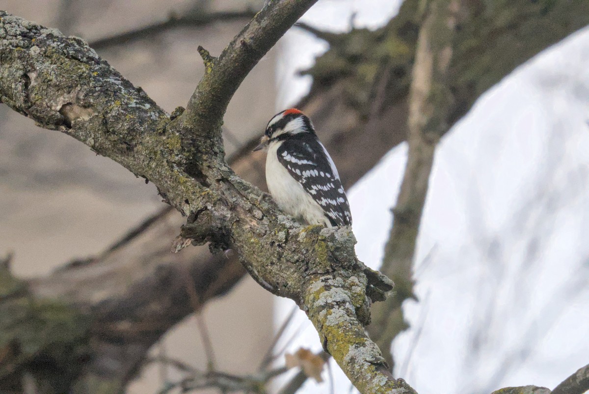 Downy Woodpecker - ML646828787