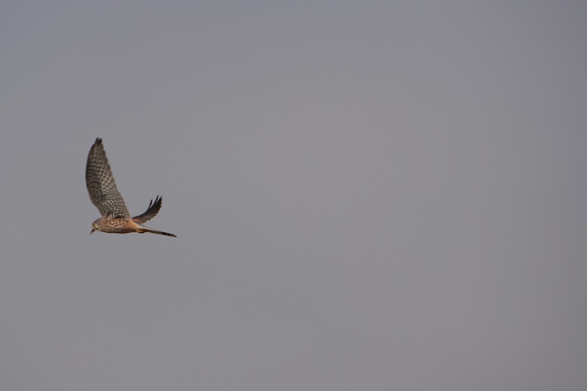 Kerkenez - ML646828788