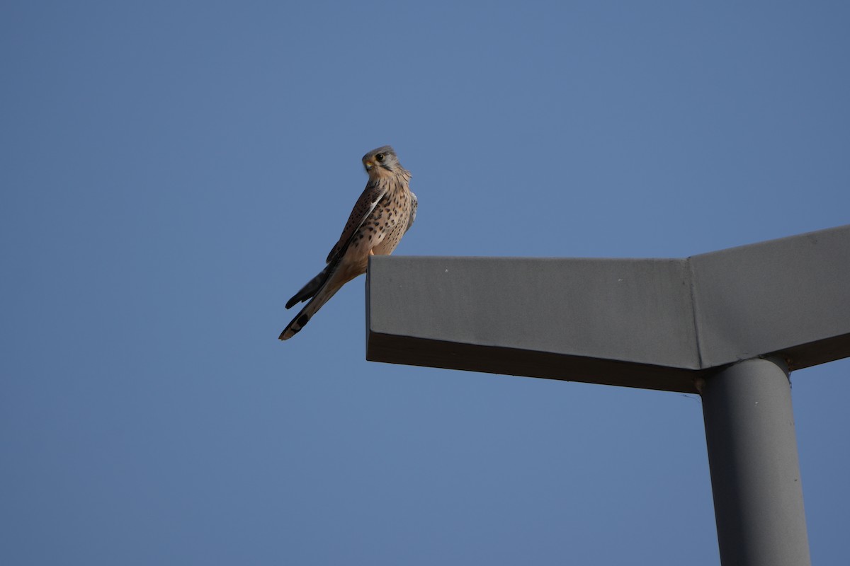 Kerkenez - ML646828789