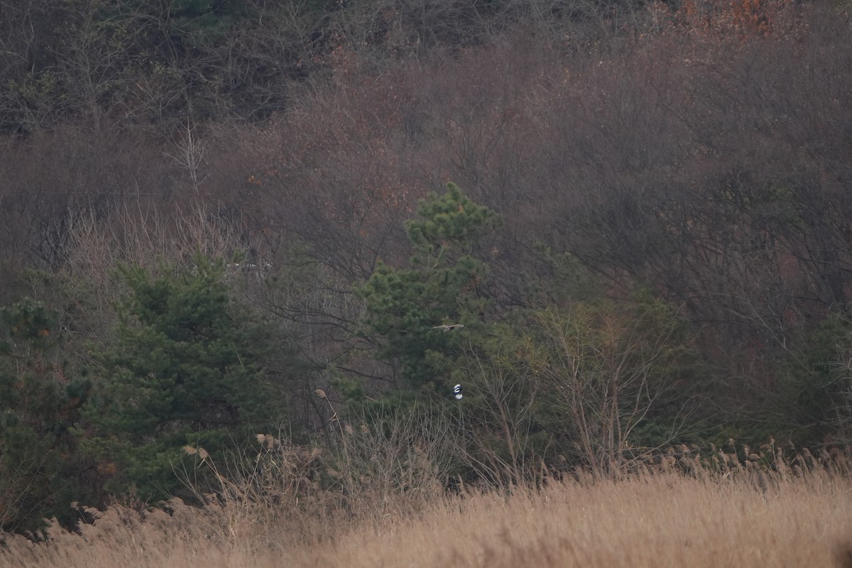 Buteo sp. - ML646828792