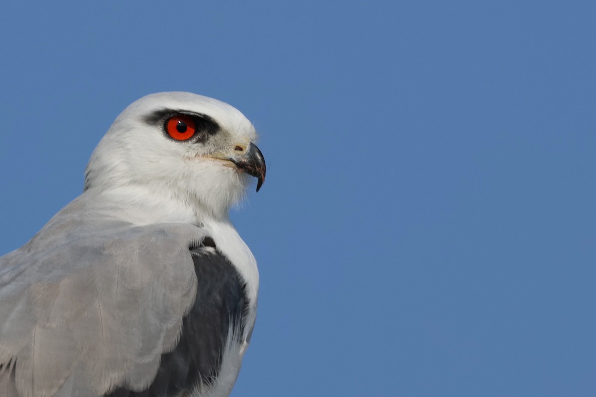 Дымчатый коршун - ML646828796