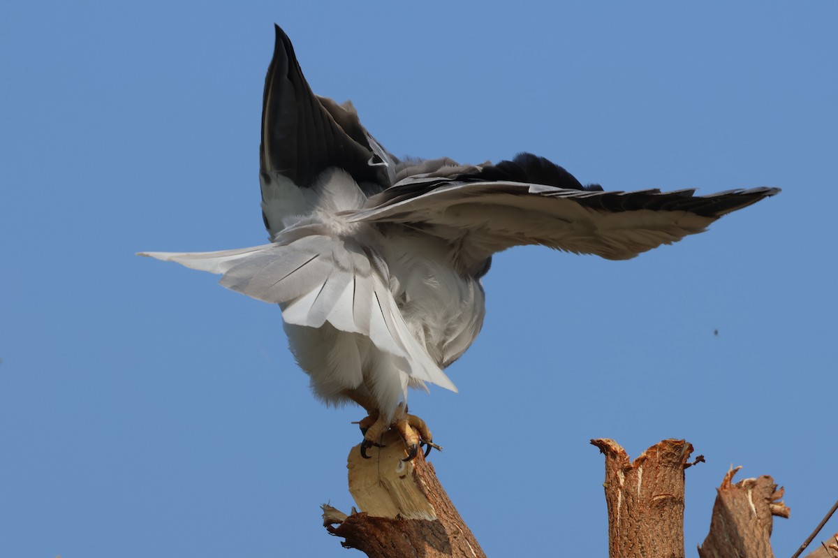 Дымчатый коршун - ML646828798