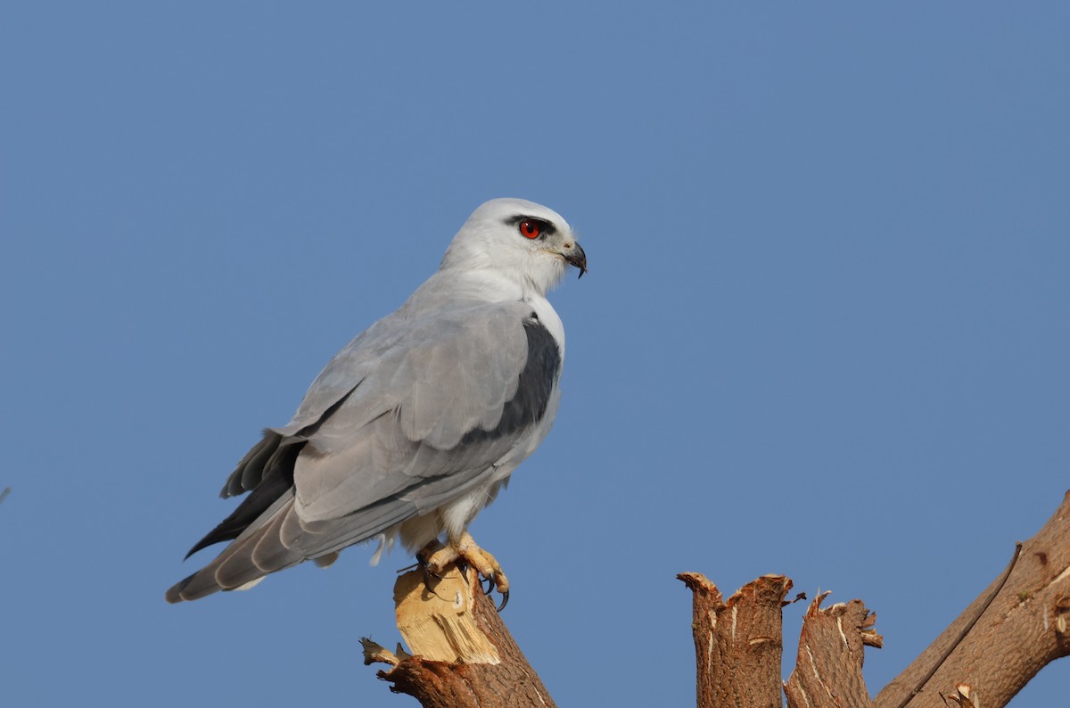 Дымчатый коршун - ML646828799